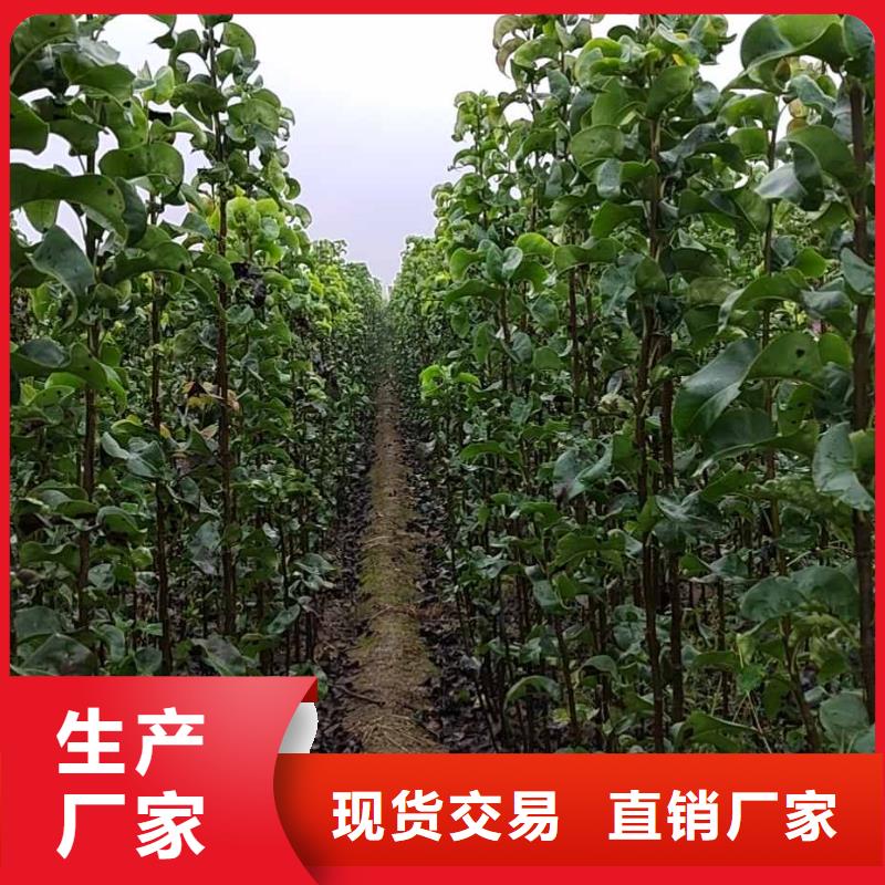 梨奧紅全紅梨樹(shù)苗好貨有保障來(lái)圖定制