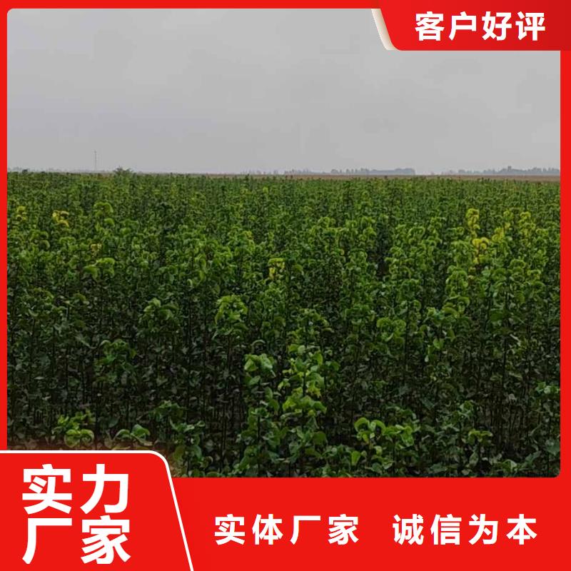 【梨皇冠梨樹苗質(zhì)量不佳盡管來找我】本地品牌