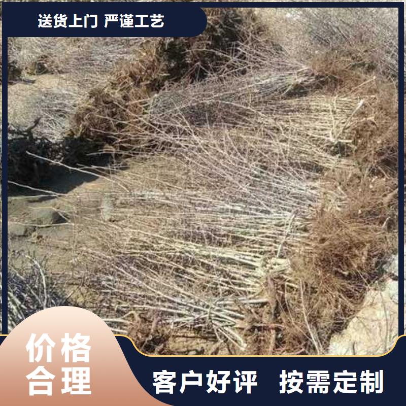 杜梨梨樹苗基地質量無憂免費詢價