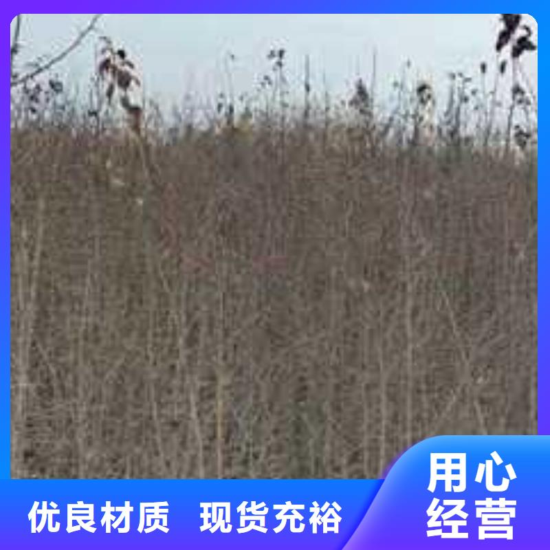 【杜梨海棠苗訂制批發】品質無所畏懼