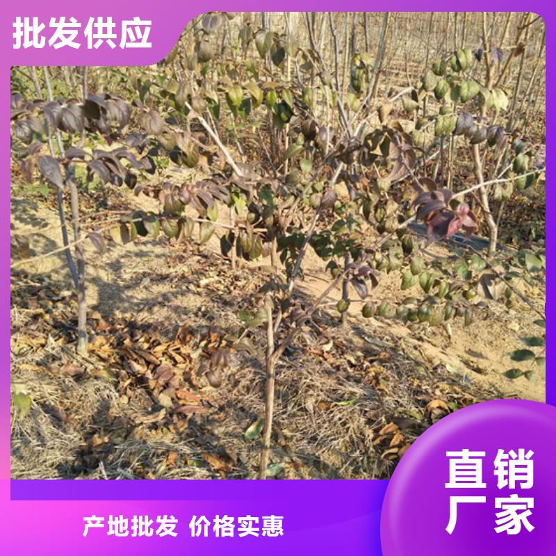 杈杷果【無花果苗】優良工藝市場報價