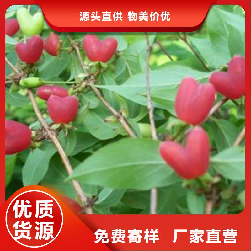 杈杷果蘋果苗現(xiàn)貨銷售擁有多家成功案例