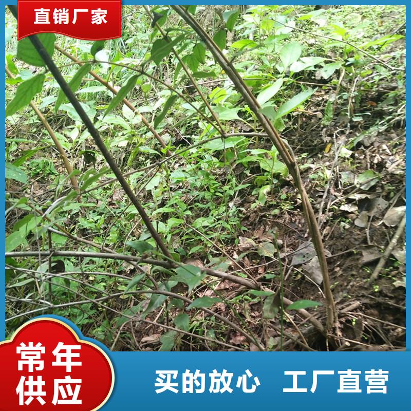 【杈杷果藍莓苗做工細致】【本地】公司