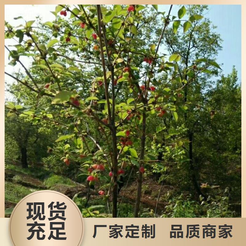 杈杷果梨樹苗廠家擁有先進的設備訂制批發