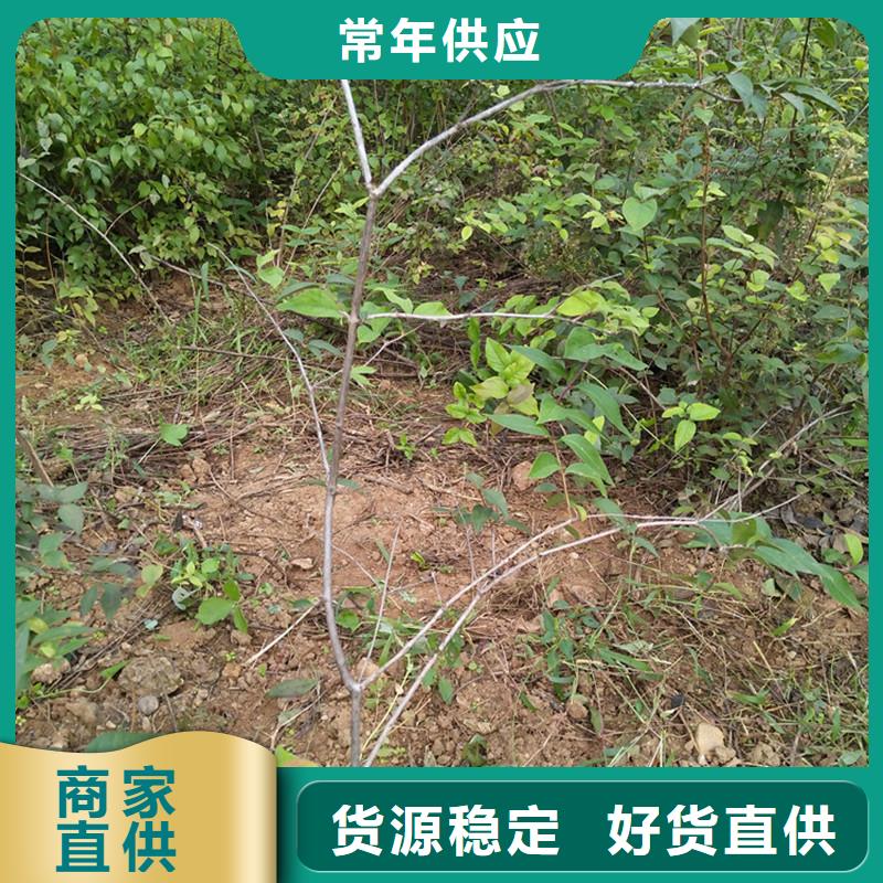 杈杷果_【藍莓苗】實拍品質保障<當地>生產廠家