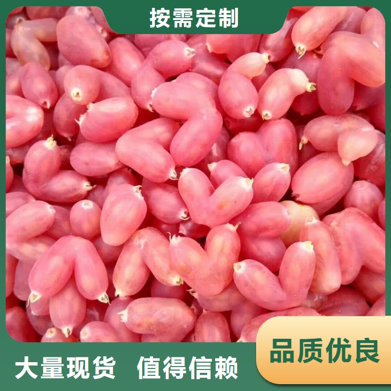 杈杷果石榴苗支持定制廠家直營