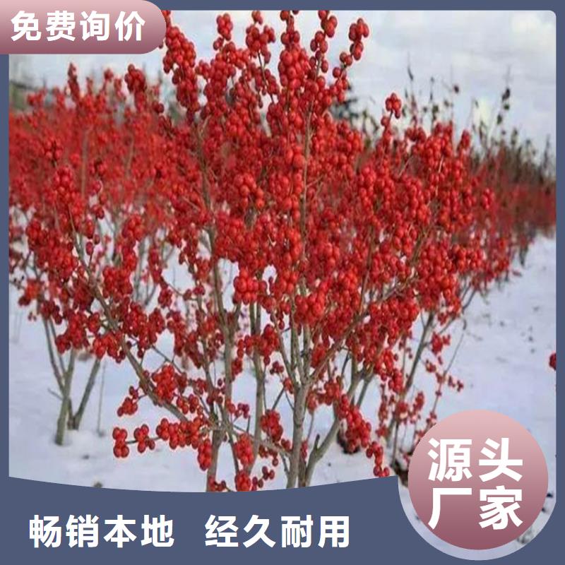 北美冬青_【梨樹(shù)苗】全新升級(jí)品質(zhì)保障[當(dāng)?shù)豜廠家