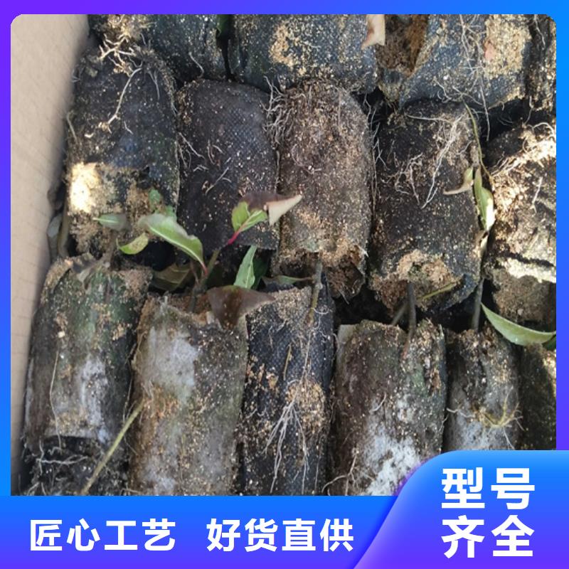 【北美冬青_櫻桃苗快捷物流】<本地>生產廠家