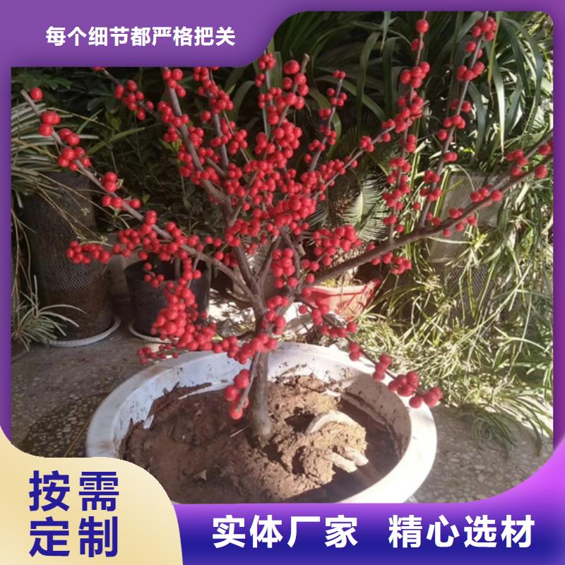 北美冬青蘋果苗本地廠家值得信賴高標(biāo)準(zhǔn)高品質(zhì)