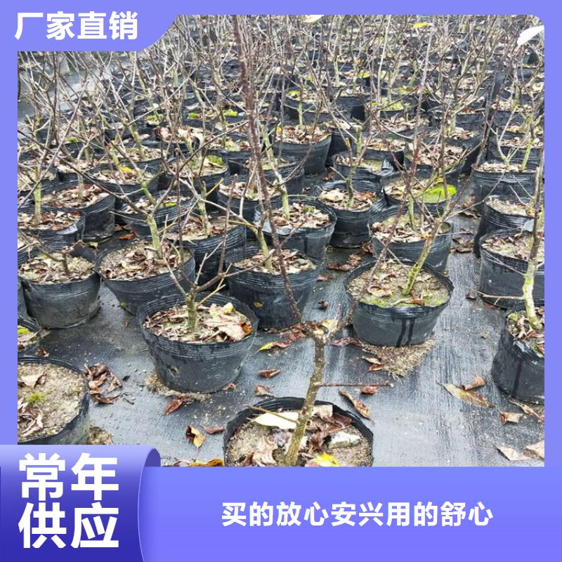 【北美冬青紅石榴苗基地支持拿樣】買的是放心