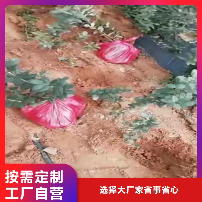 藍莓苗櫻桃苗優質材料廠家直銷附近生產商