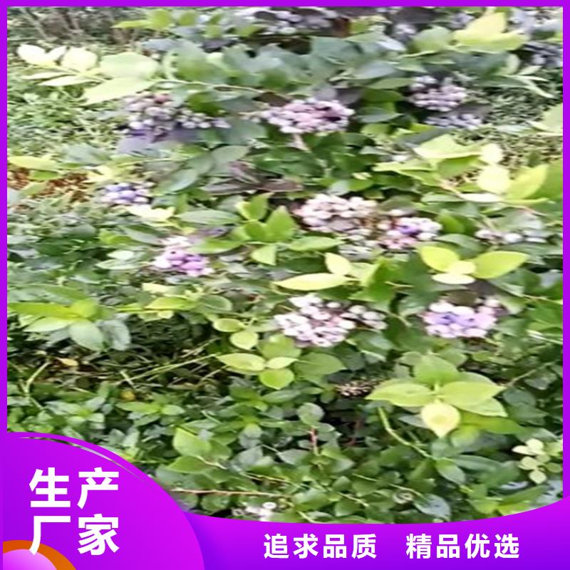 藍莓苗【櫻桃苗】大品牌值得信賴本地廠家