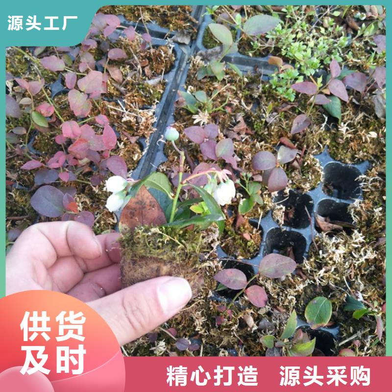 藍莓苗葡萄苗廠家現貨供應【當地】供應商