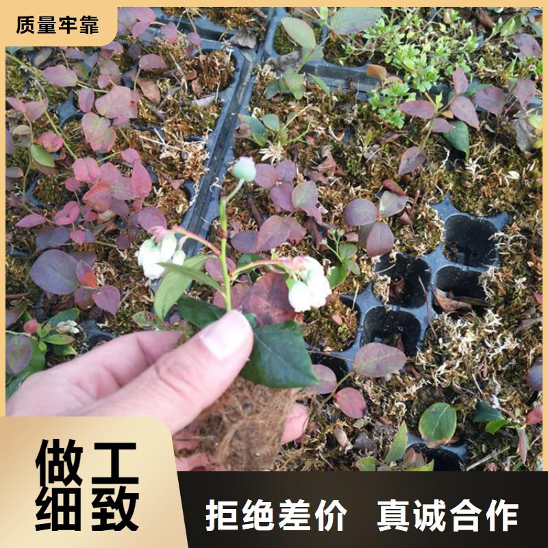 藍莓苗_嘎啦蘋果工廠批發材質實在