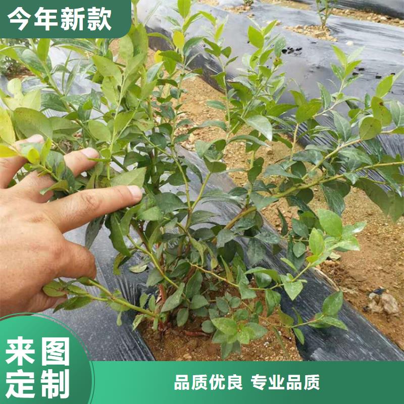 【藍莓苗】西瓜苗市場行情的簡單介紹