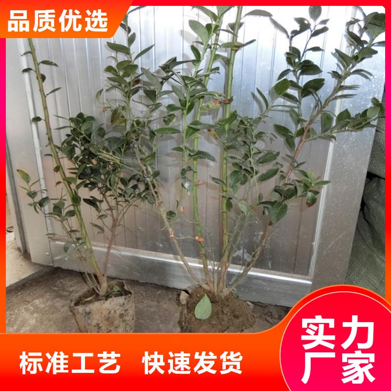 【藍莓苗】蘋果苗質(zhì)量三包熱銷產(chǎn)品