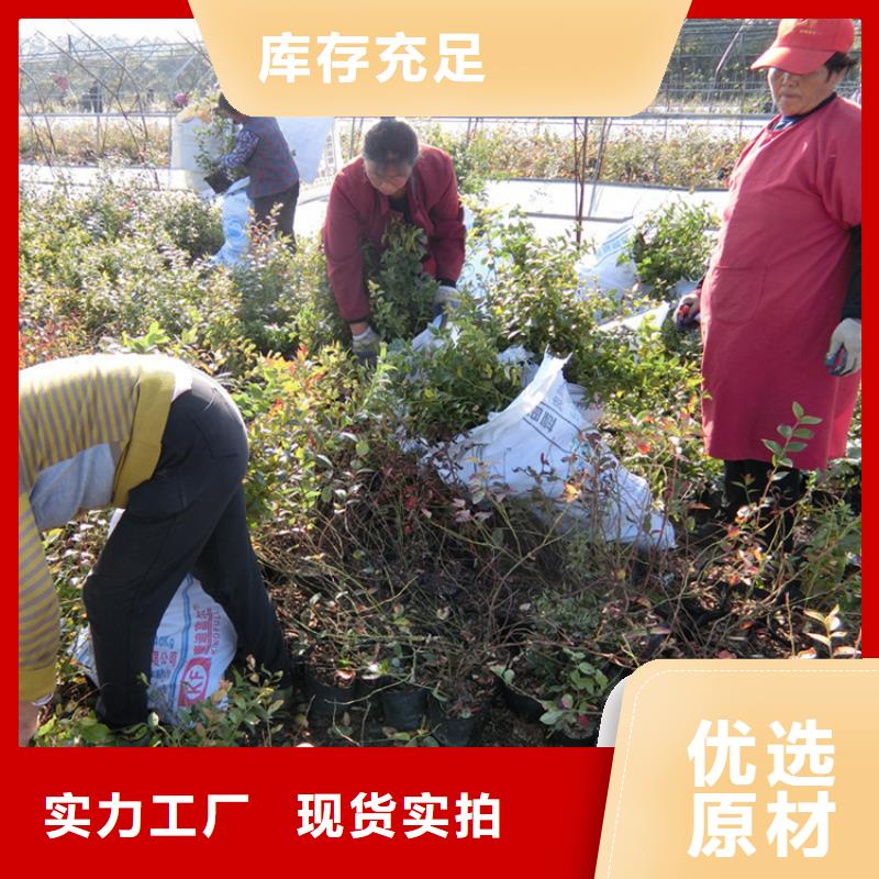 藍莓苗【草莓苗】多種規(guī)格庫存充足市場報價