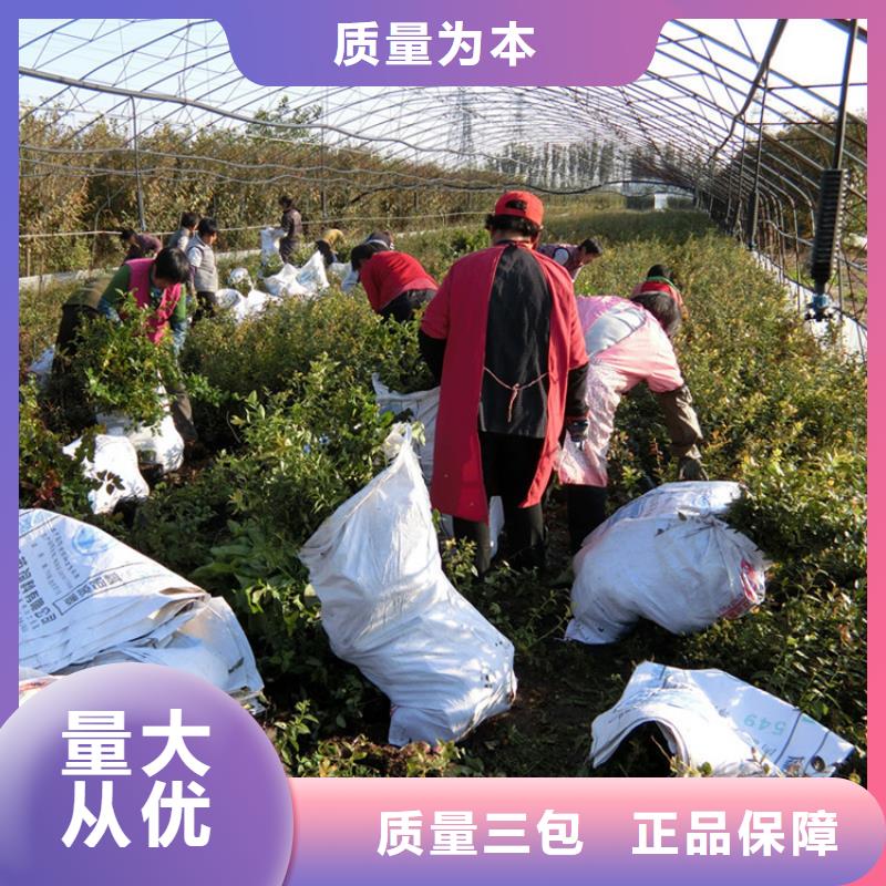 藍莓苗【蘋果苗】拒絕中間商您想要的我們都有