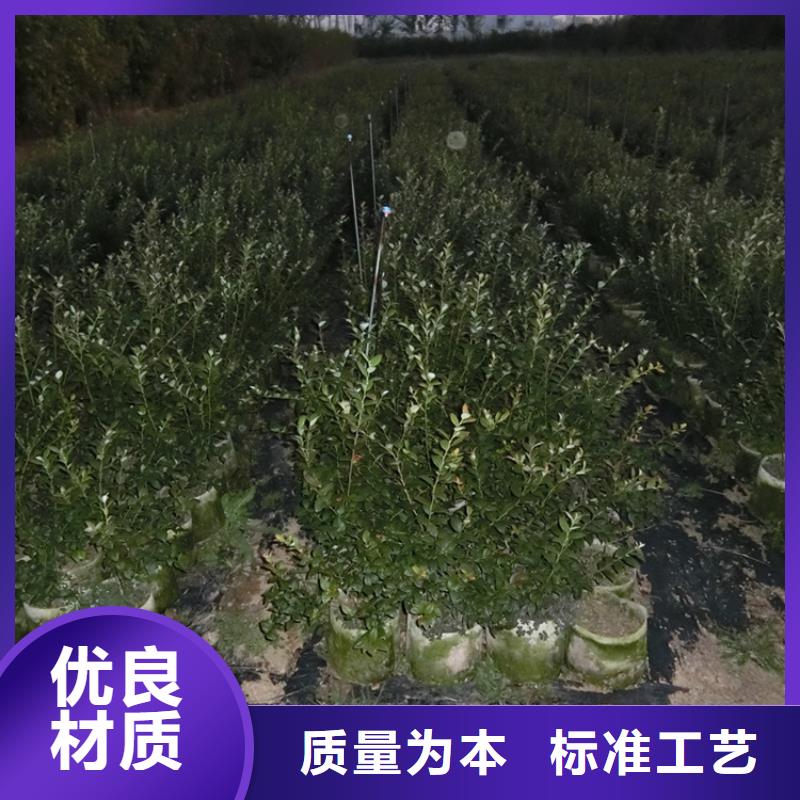 藍莓苗櫻桃苗廠家直銷誠信經營