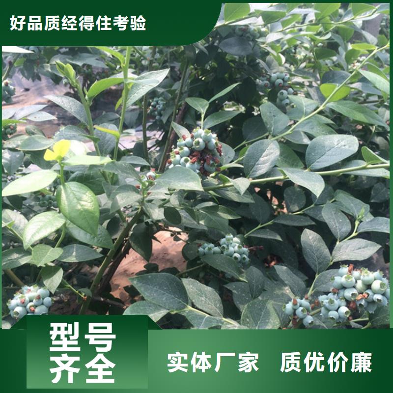 藍莓苗-蘋果苗制造廠家實力大廠家