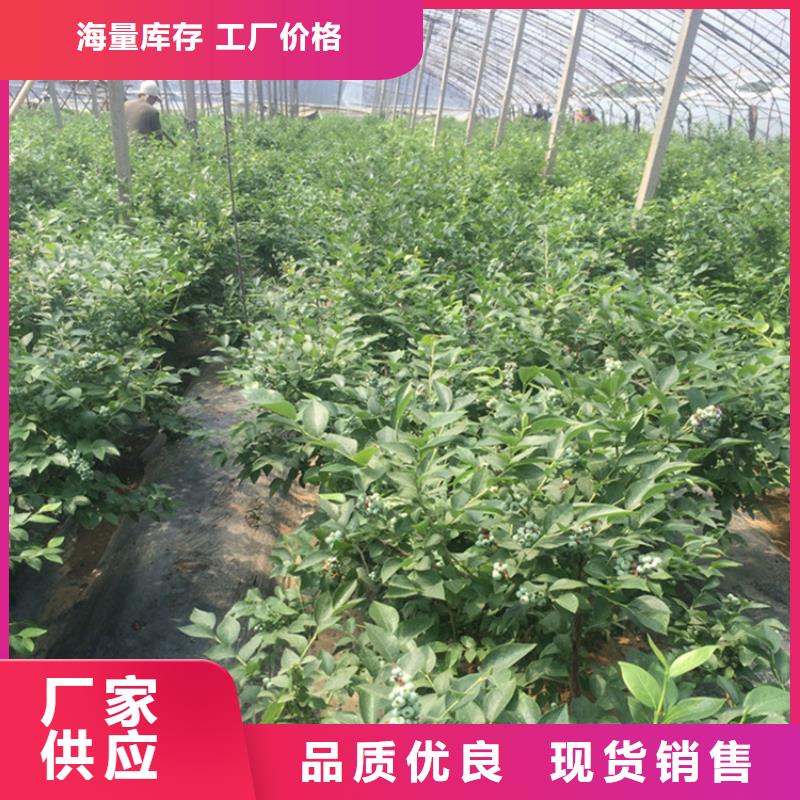 【藍(lán)莓苗】蘋果苗讓客戶買的放心不只是質(zhì)量好