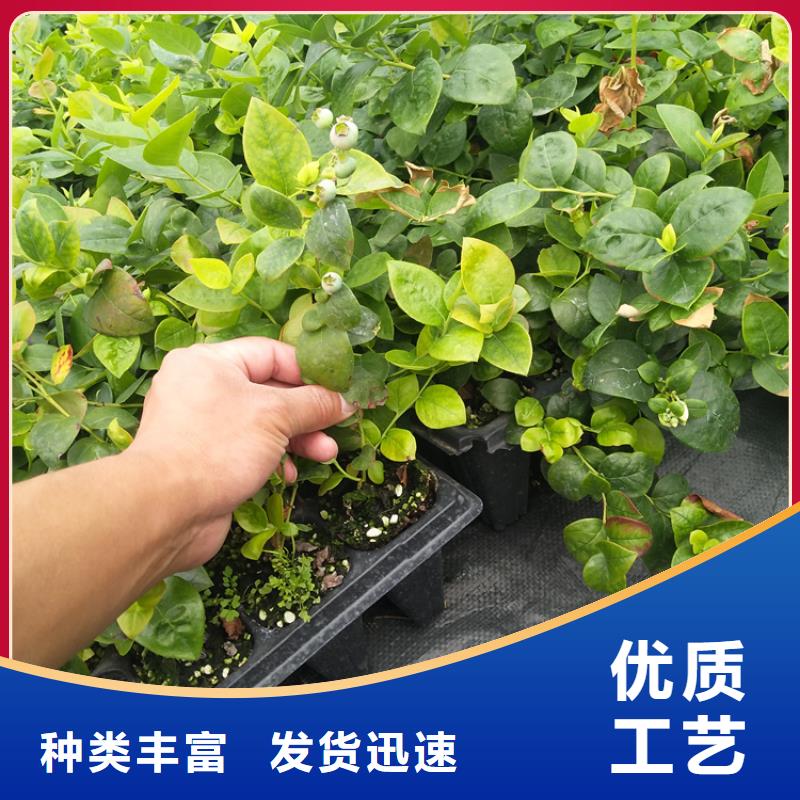 藍莓苗蘋果苗源頭工廠品質可靠