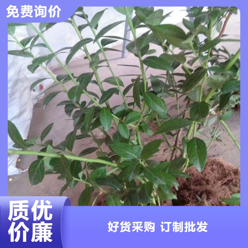 藍莓苗奶油草莓廠家直銷大量現(xiàn)貨交貨準(zhǔn)時