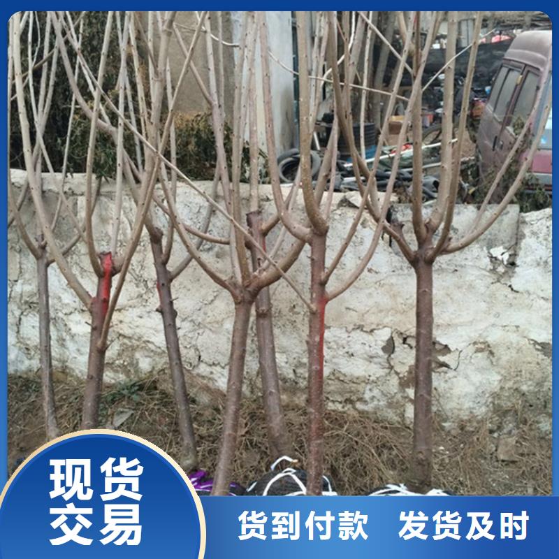 櫻桃梨樹苗源頭廠家量大價優質量三包