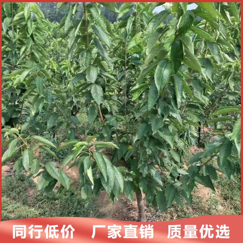 櫻桃,【蘋(píng)果苗】好品質(zhì)用的放心匠心工藝