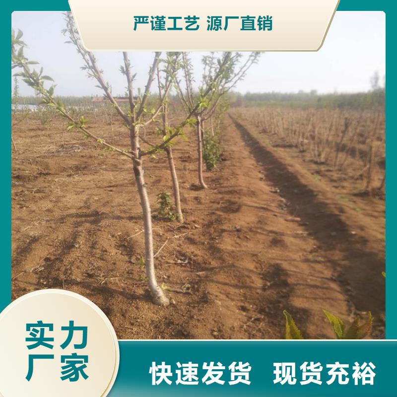 櫻桃無花果苗今年新款源頭廠家量大價優(yōu)