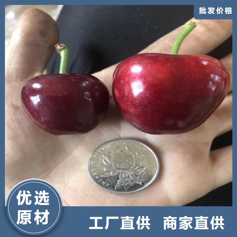 櫻桃-櫻桃苗品質值得信賴專注細節專注品質