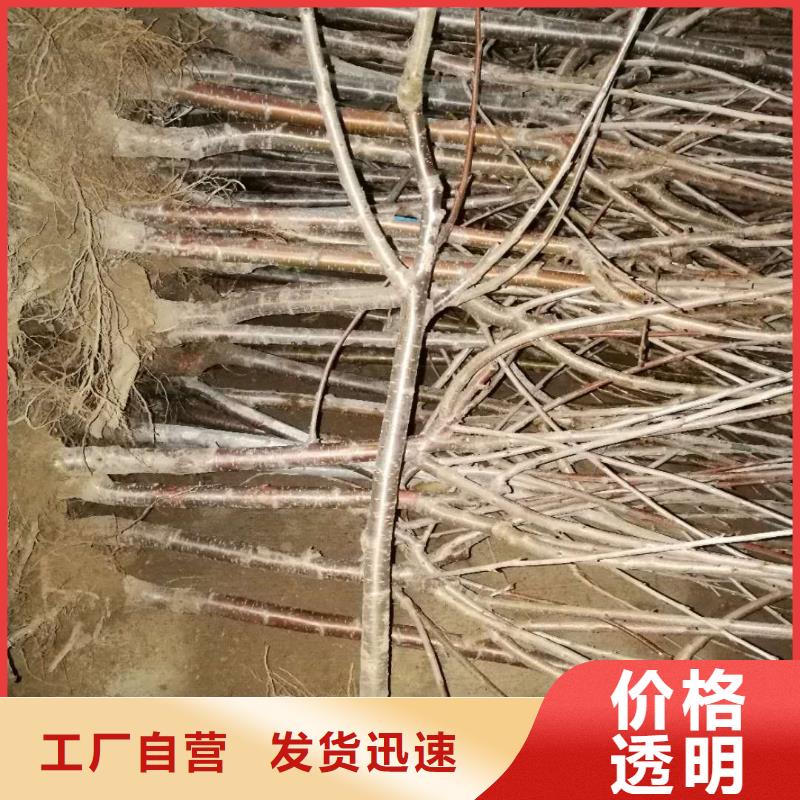 【櫻桃】梨樹苗價(jià)格合理廠家直銷大量現(xiàn)貨