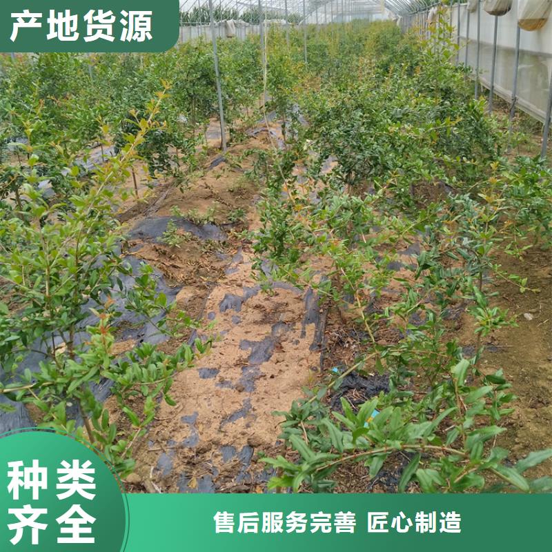 【石榴櫻桃苗質檢合格發貨】用途廣泛