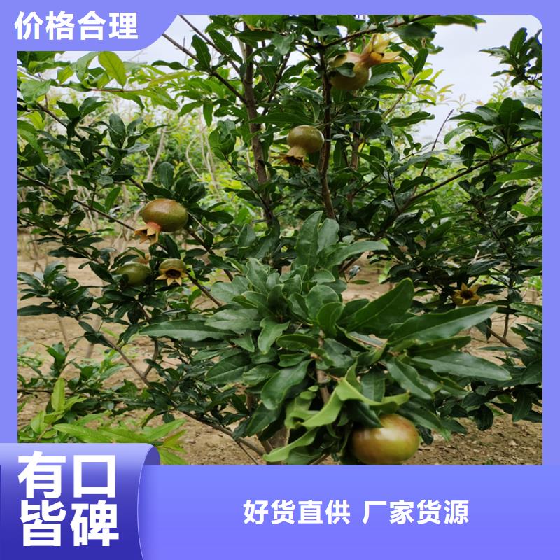 【石榴】桃樹苗專心專注專業商家直供