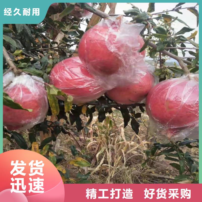 石榴桃樹苗追求品質品質優選