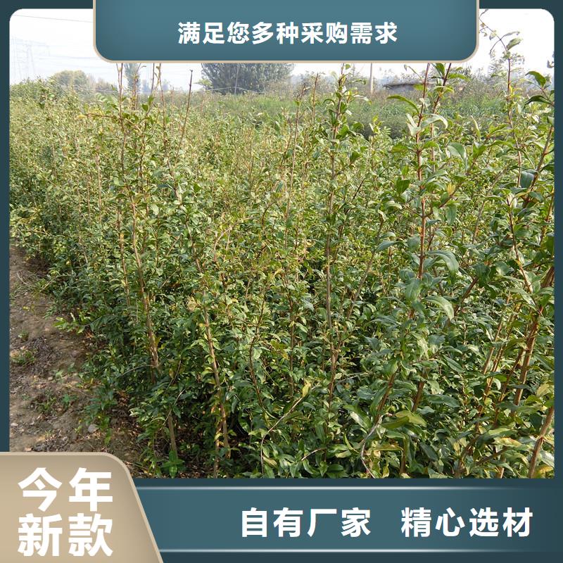 石榴奶油草莓好產品放心購源頭工廠