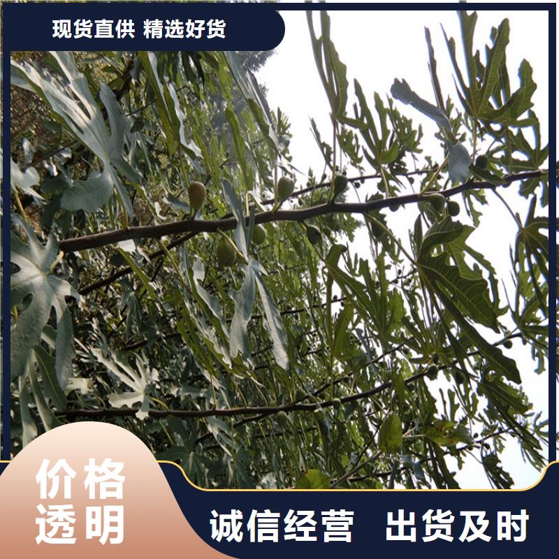 無花果,【蘋果苗】讓客戶買的放心{當地}供應商