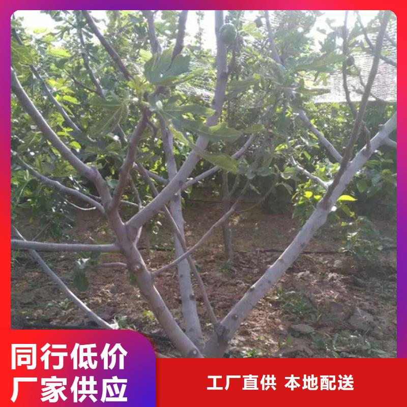 無花果葡萄苗超產(chǎn)品在細(xì)節(jié)【當(dāng)?shù)亍可a(chǎn)商