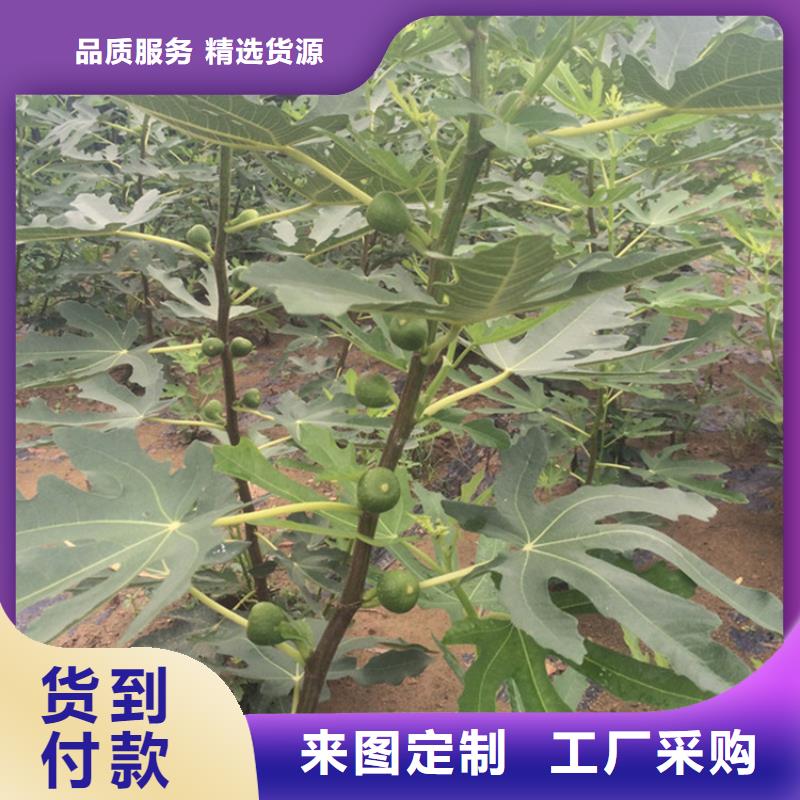 無花果櫻桃苗工廠批發質量優價格低