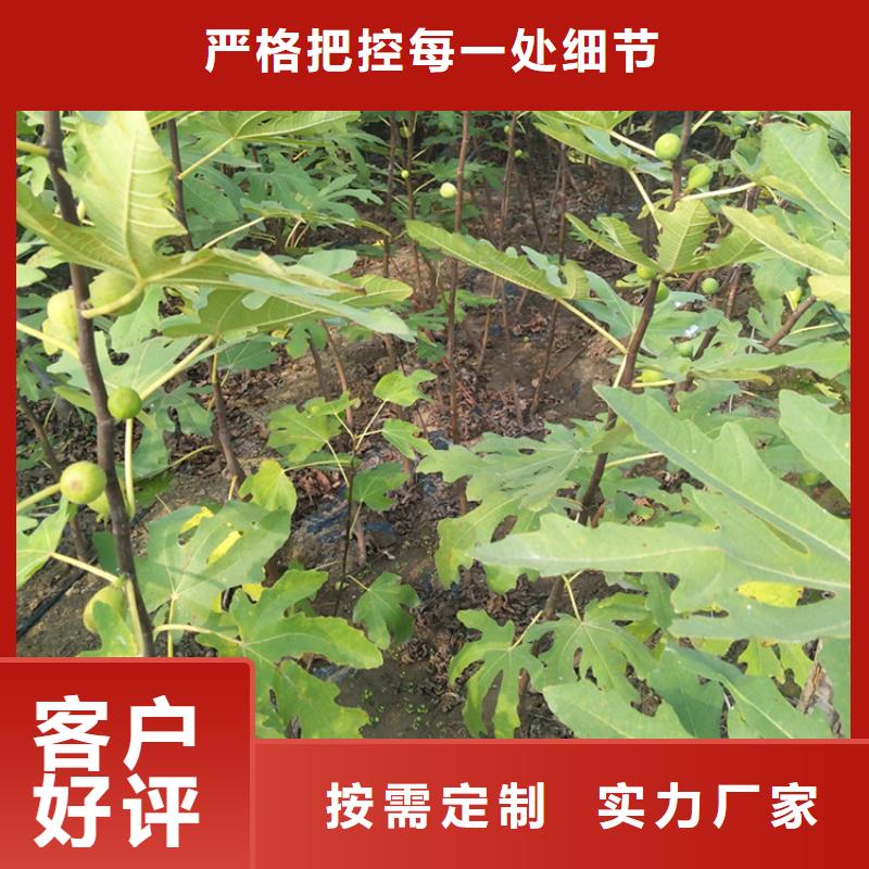 無花果蘋果苗品質商家細節之處更加用心