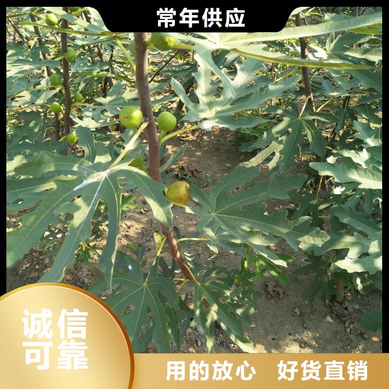 無花果-嘎啦蘋果品質(zhì)不將就本地廠家