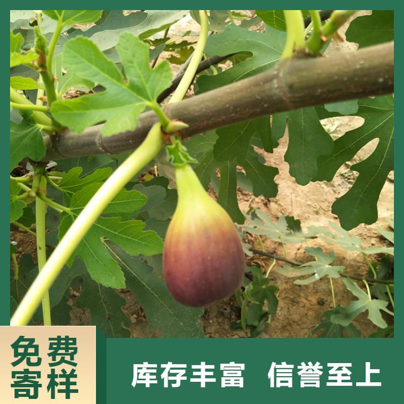 無花果【奶油草莓】專注生產制造多年<本地>生產商