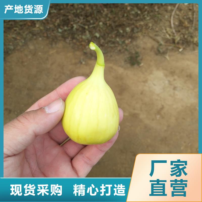 【無花果蘋果苗價格低】支持非標(biāo)定制