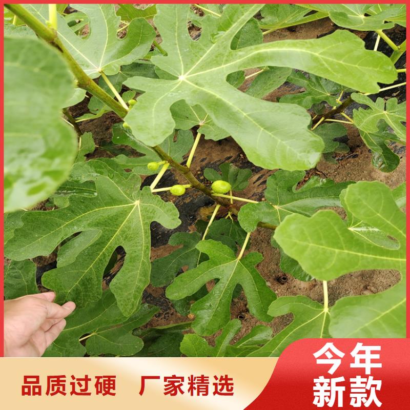 無花果李子苗為您精心挑選原料層層篩選