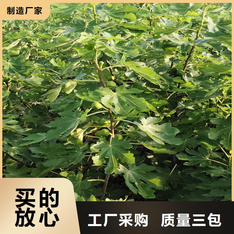 【無花果櫻桃苗自有廠家】大品牌值得信賴