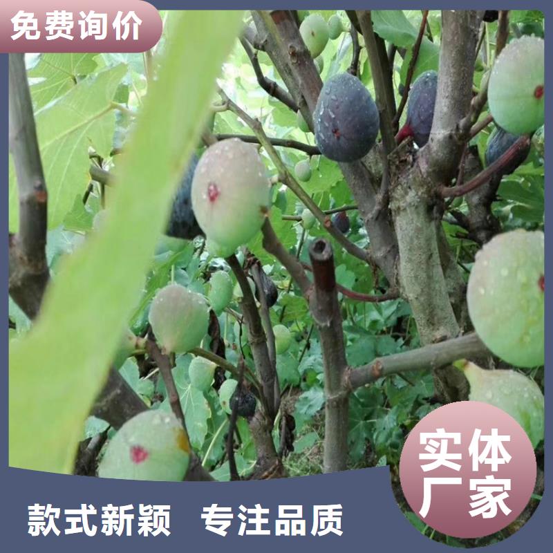 無花果,桃樹苗實力公司質量好