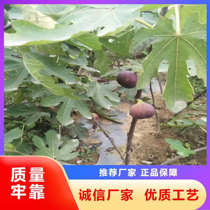 【無花果櫻桃苗現貨充裕】產地直供