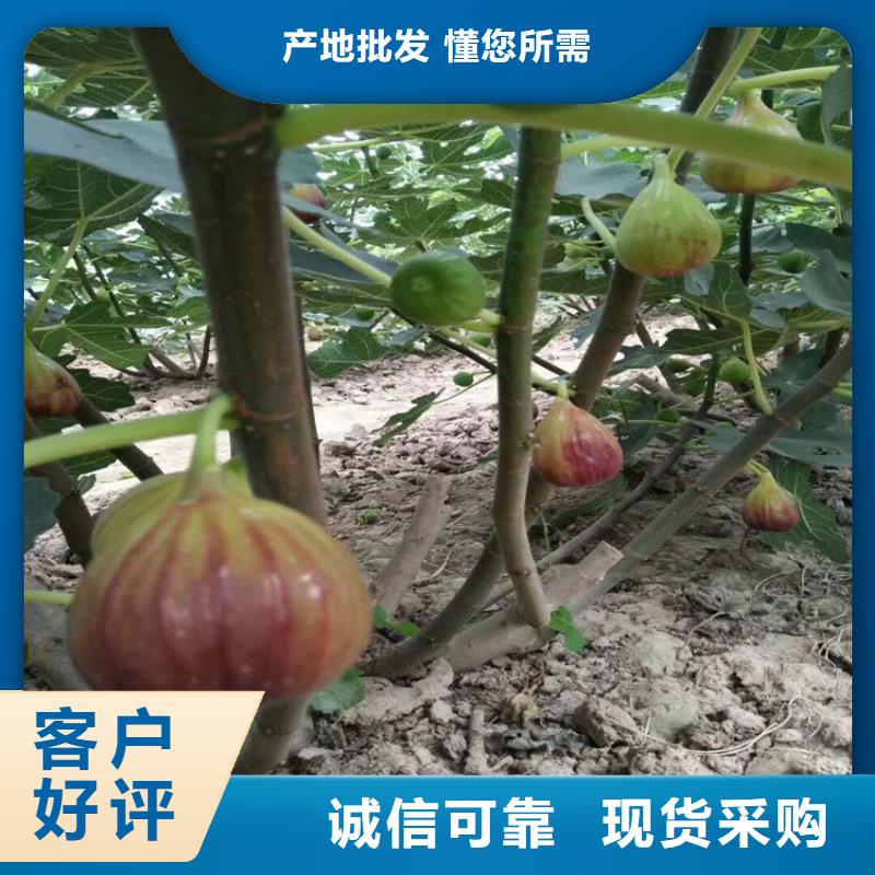 無(wú)花果梨樹(shù)苗制造生產(chǎn)銷(xiāo)售廠家實(shí)力雄厚