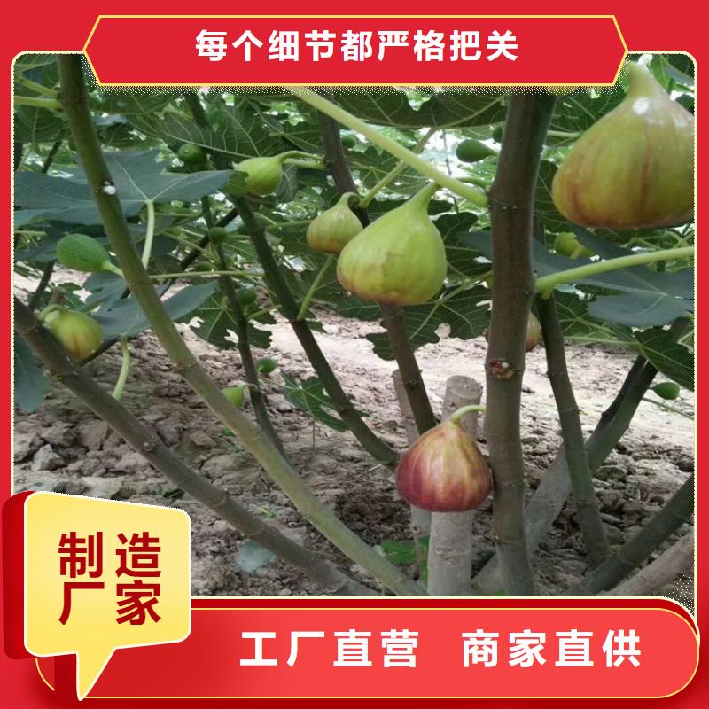 無(wú)花果杏樹苗一站式采購(gòu)口碑好實(shí)力強(qiáng)