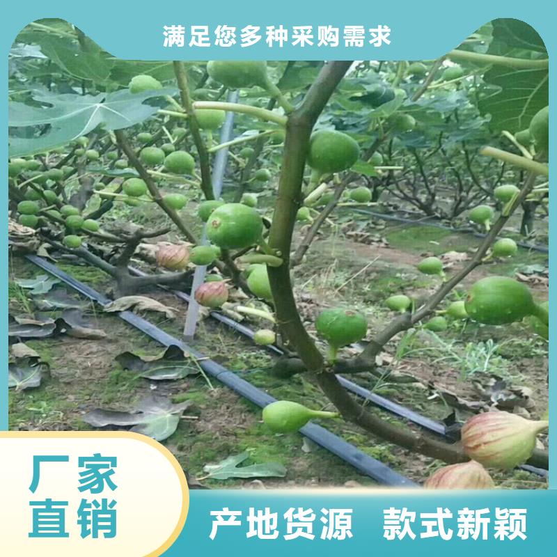 無花果石榴樹來圖定制量大從優【本地】生產廠家